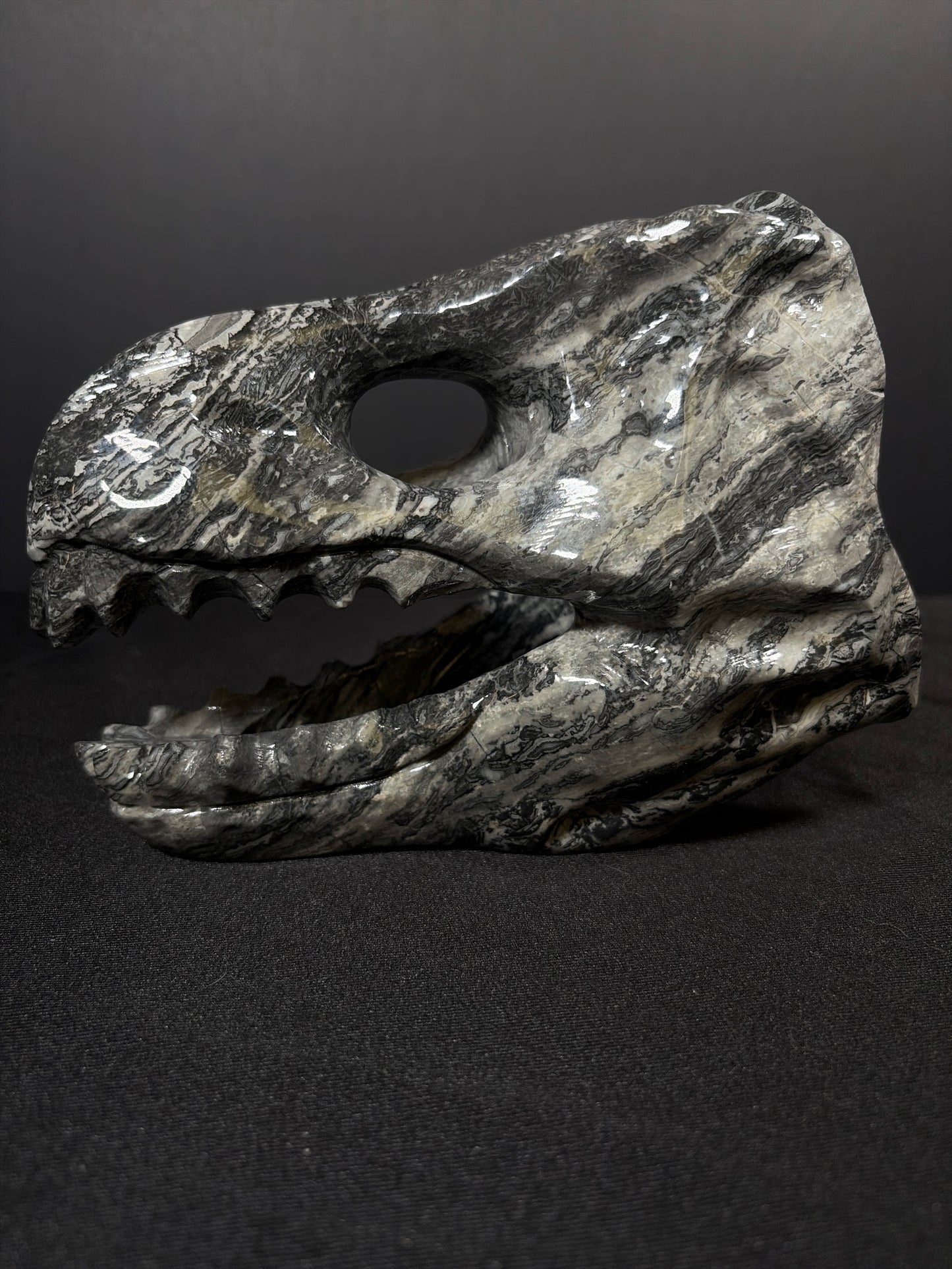Dinosaur Skull