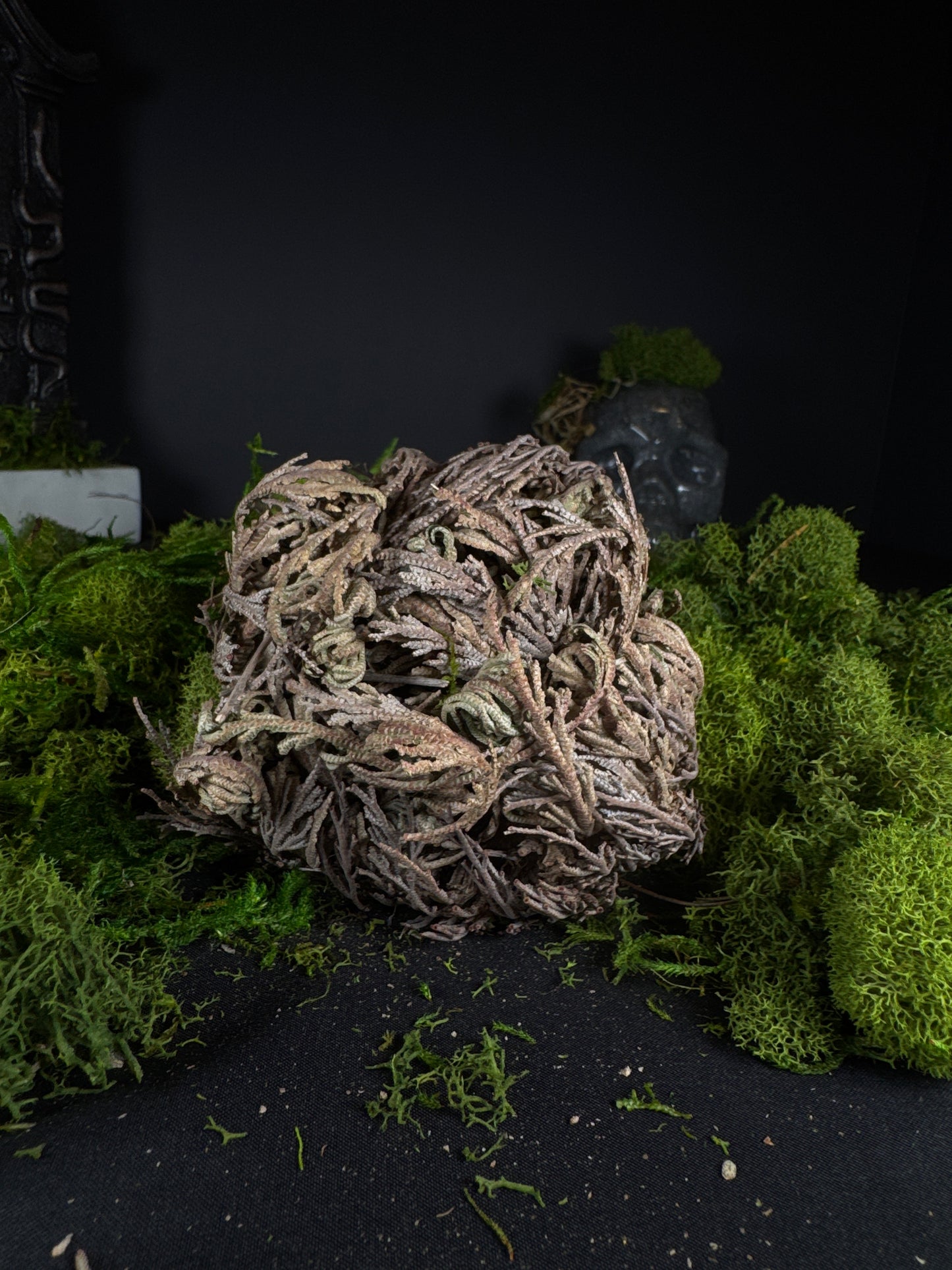 Rose Of Jericho