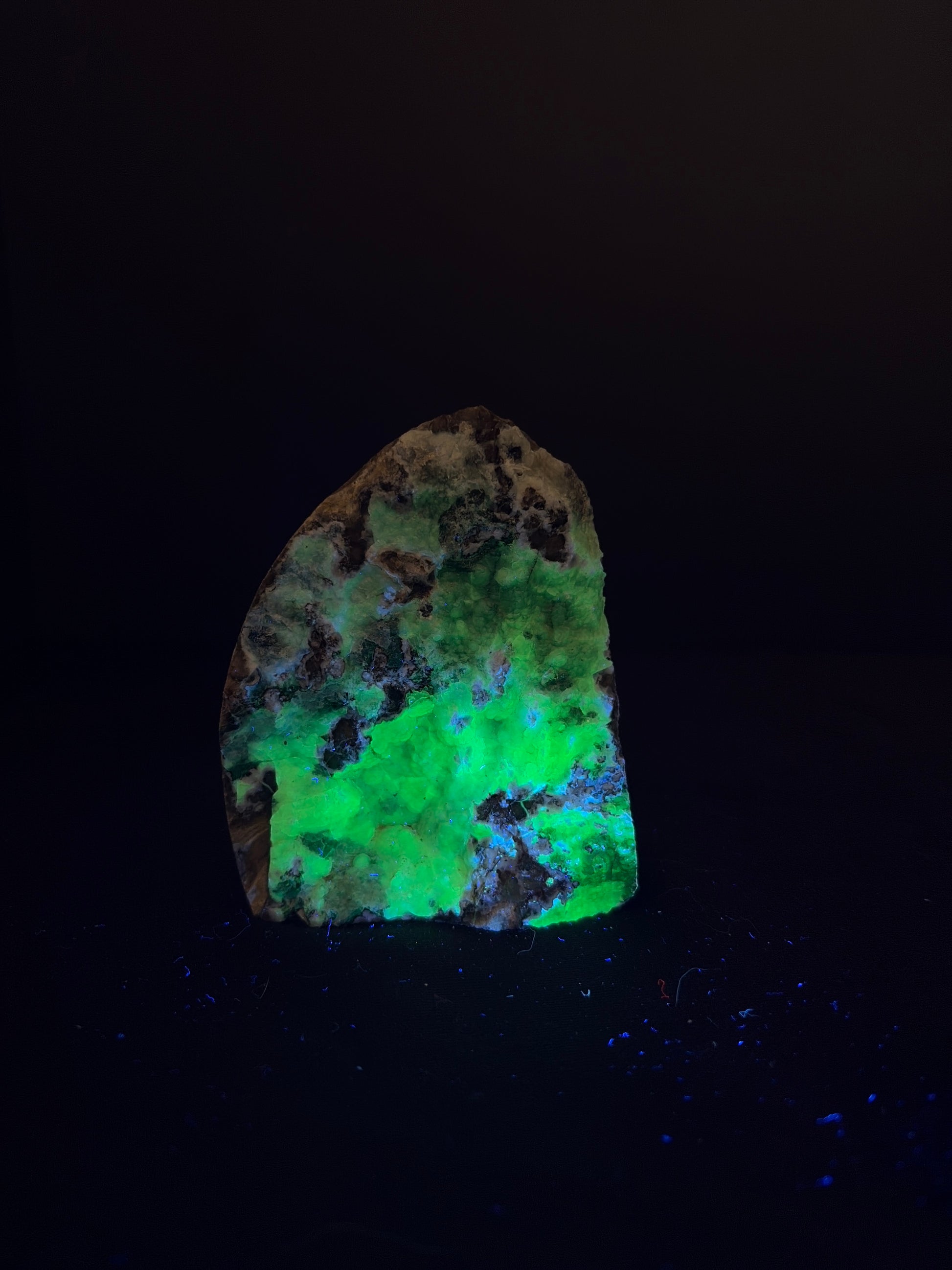 Volcano agate chunk displayed on a dark surface under black light, glowing bright neon green across the center of the stone while darker mineral patches remain visible along the top and edges.